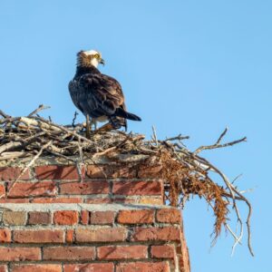 a bird building a nest on top of a masonry chimney 