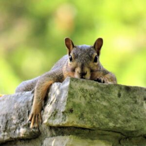 squirrel relaxing on a stone wall or structure