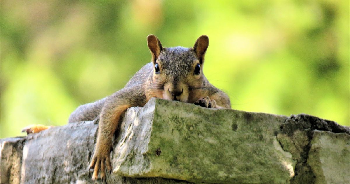 What To Do if There Are Animals in Your Chimney South Orange NJ Top